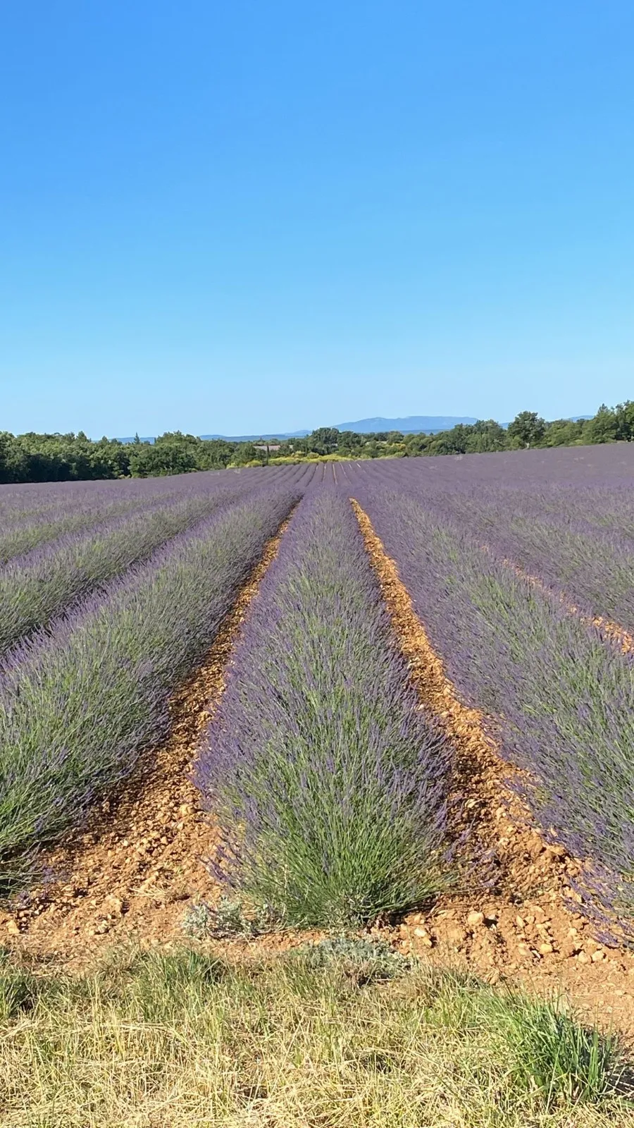 Champ de lavande en Provence, zone de butinage des abeilles